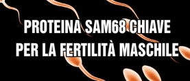 Proteina Sam68 chiave per la fertilità maschile