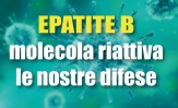Epatite B: una molecola riattiva le difese dell’organismo