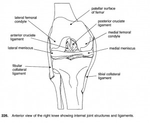 ginocchio legamento crociato anteriore