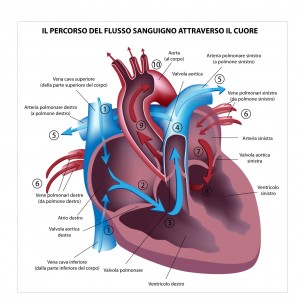 anatomia cuore prevenzione cardiologica prevenzione cardiovascolare 