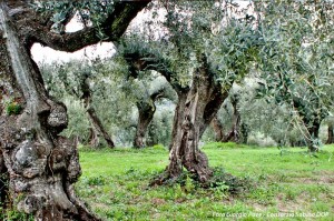 olivi secolari olivi monumentali sabina