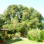 albero bagolaro nerola