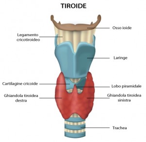Tiroide ipertiroidismo ipotiroidismo noduli della tiroide