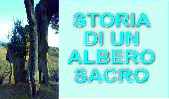 Storia di un albero “sacro”