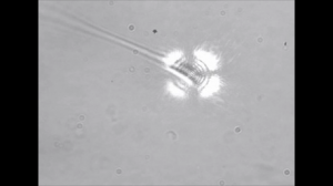 Spermatozoi 3D CNR