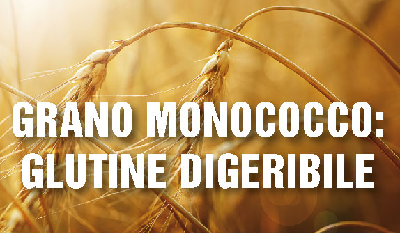 Grano monococco: glutine digeribile