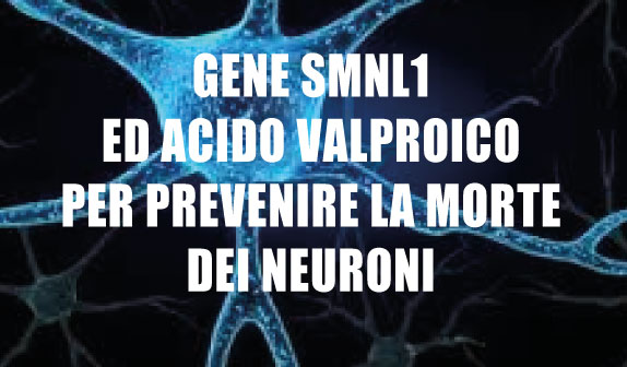 Gene Smnl1 Acido Valproico malattie neurodegenerative