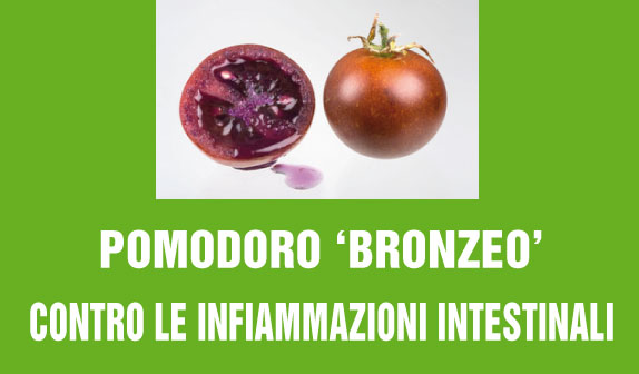 Pomodoro ‘bronzeo’ contro le infiammazioni intestinali