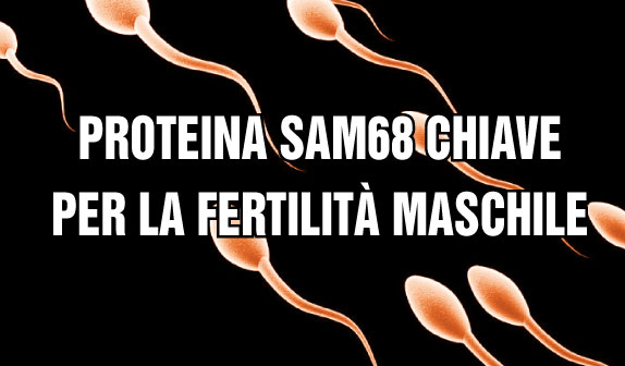 proteina sam98 fertilità